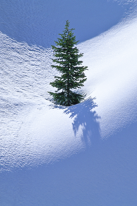 Lone Pine, Vertical