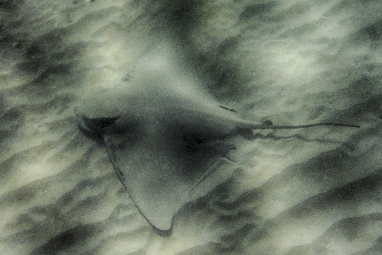 Bat Ray, Scorpion Bay
