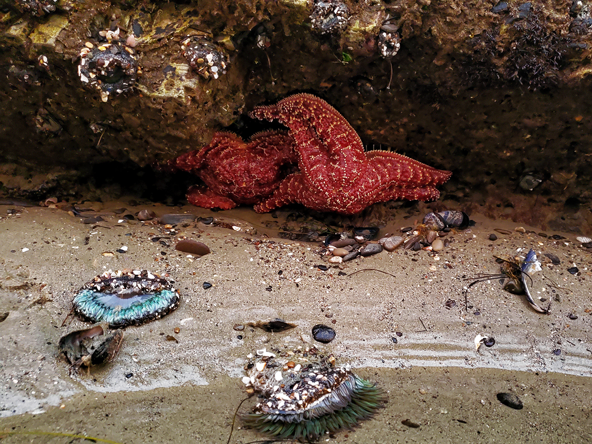 Starfish, Tide Pool