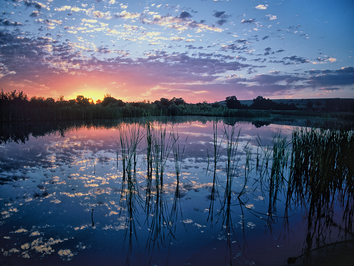 Wetlands, Sunrise