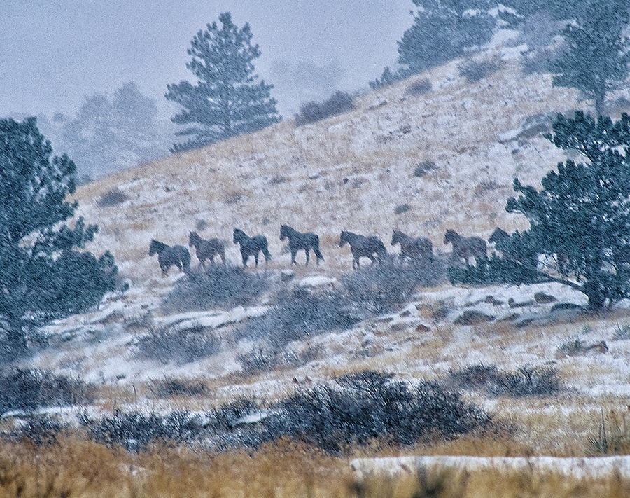 Horses walking through a snow storm