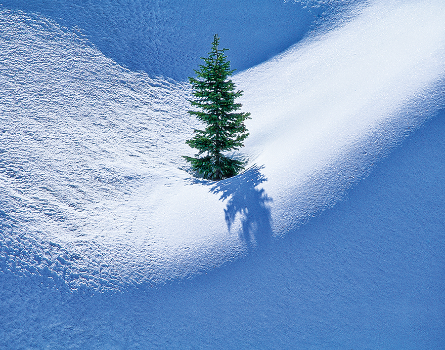A lone pine in deep snow at Red Mountain Pass